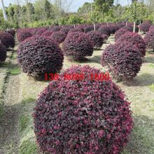 ���ľ���l ��·�G�� ���a�G�� ˽�һ��@�G����ľ