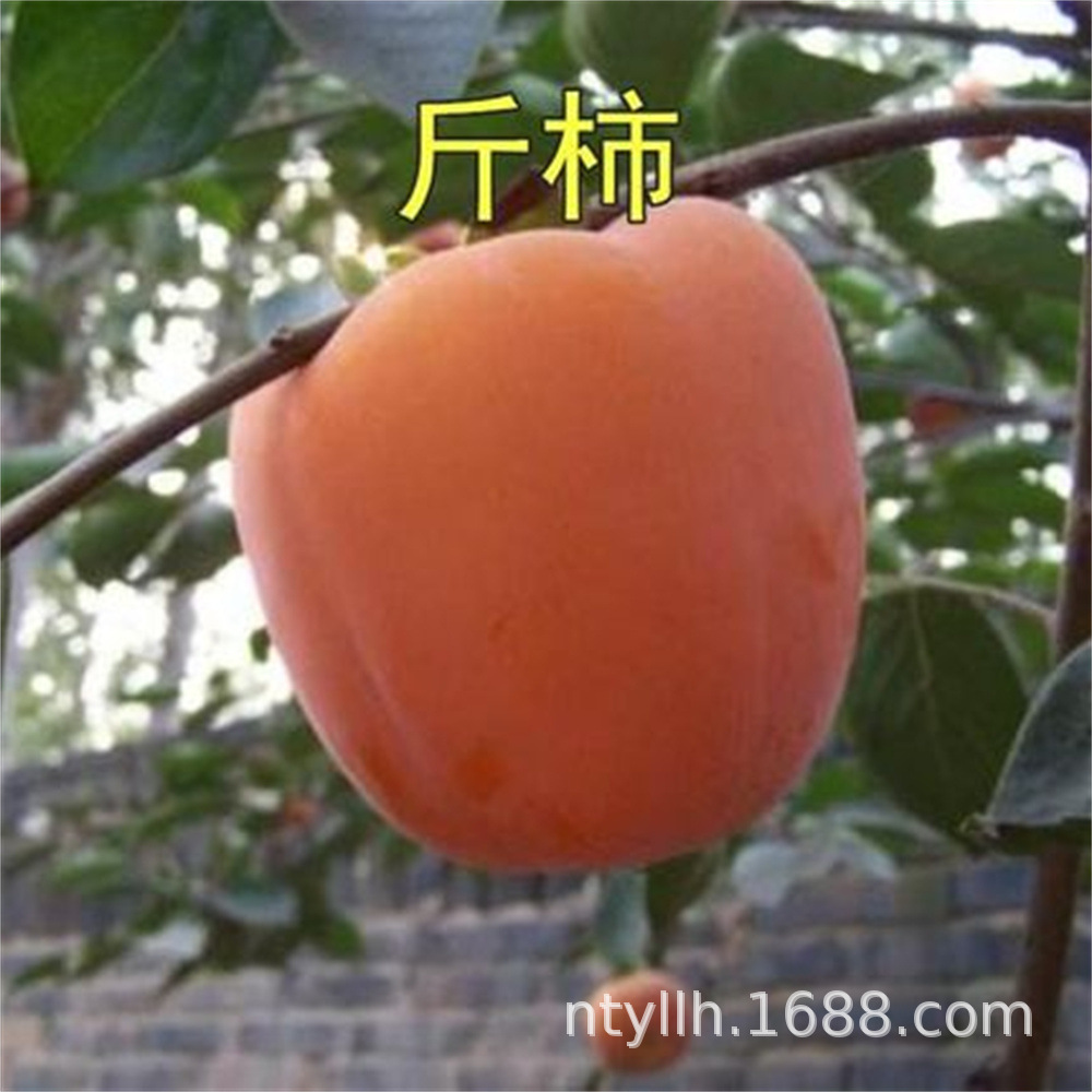太阳甜脆柿子苖果树苖果苖水果日本甜柿子苖当年结果南方北方种植