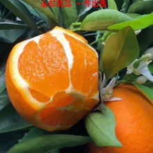 秭归产地直发试吃小果伦晚脐橙10斤包邮现摘水果橙子湖北宜昌春橙
