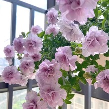 ?����ţ���������̨���������ذ�����ϰ��fС������ɯ�׎�