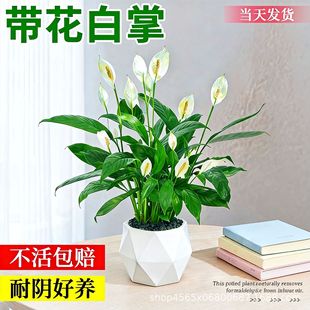 һ���L혰�������ˮ��ֲ���k���҃�С�Gֲ�m�ϑ����B�Ļ��ܳ���ȩ