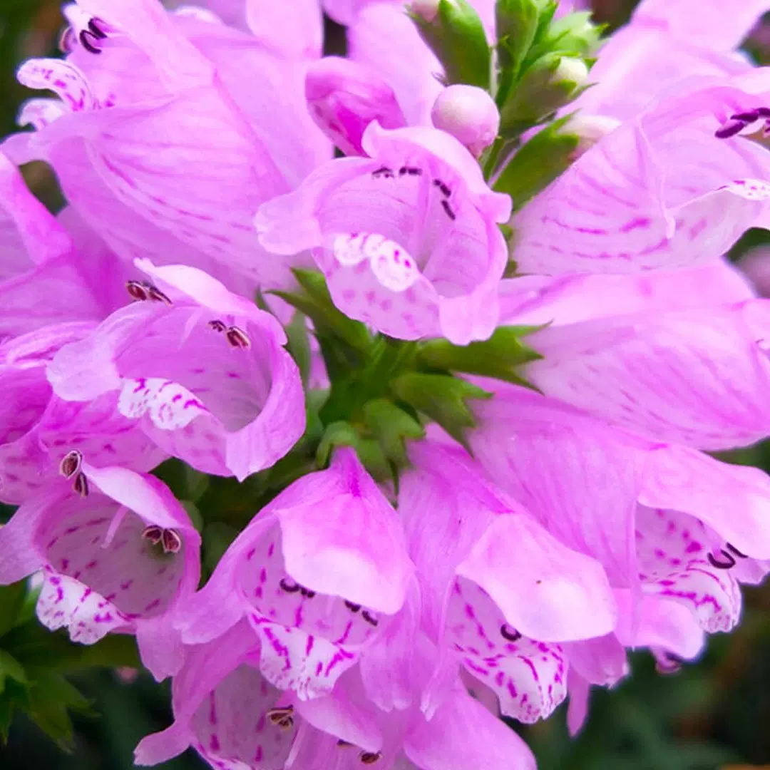 粉色假龙头花籽子随意草多年生宿根花卉室内阳台盆栽耐寒秋播花种