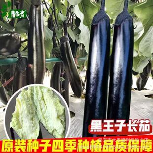 �������L�ѷN���ļ����쿹���߮a����ͥԺ�ѷN�Ӿ������߲˷N����