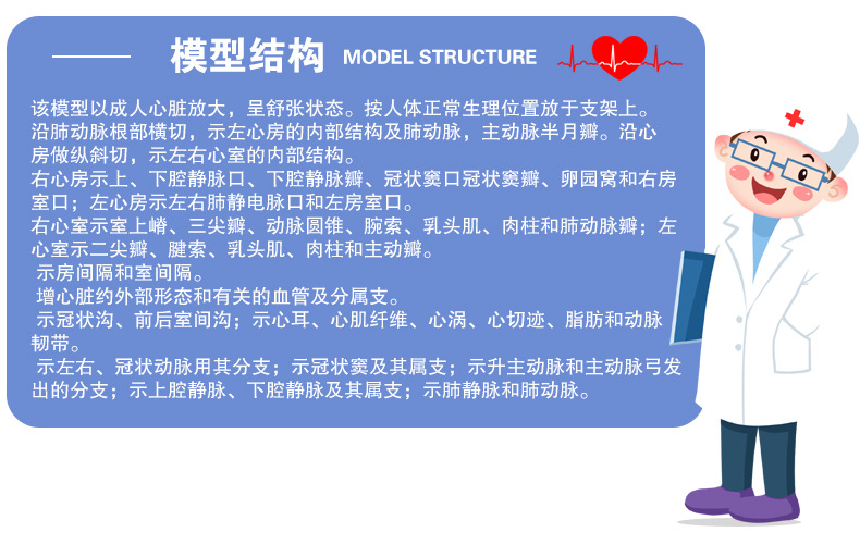 心脏解剖模型_07.jpg