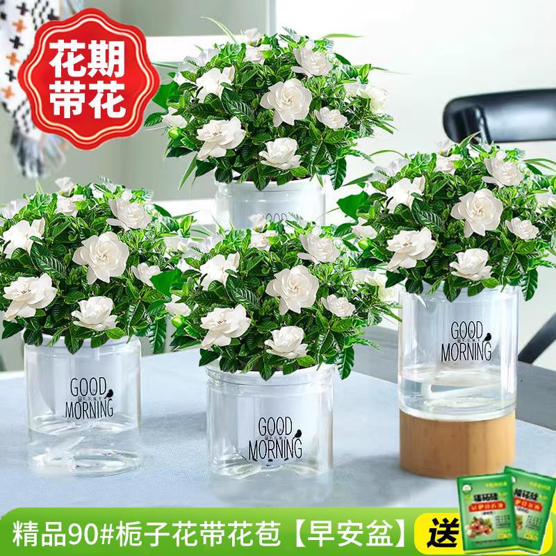 [가성비 4개 세면대] 프리미엄 90#치자나무 개화기(굿모닝 화분)에 영양액을 주입