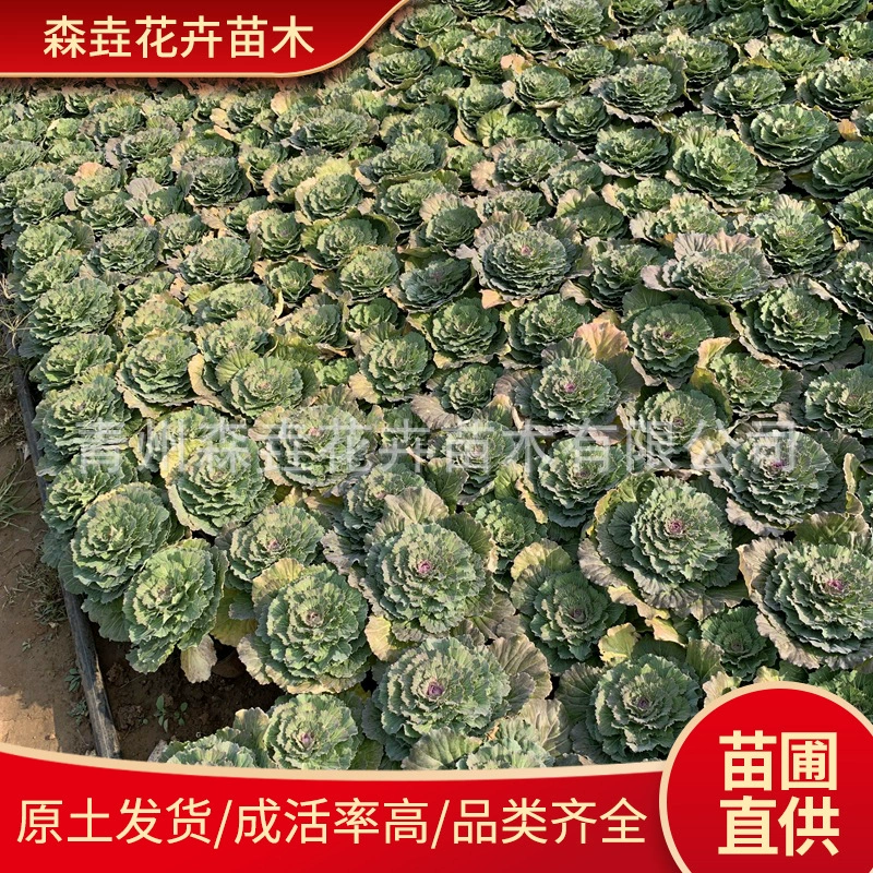 Кале в горшках, поставка цветочных основ для сада во дворе, морозостойкие рассада цветов кале