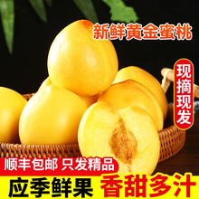 黄金蜜桃5斤新鲜桃子当季现摘黄肉蜜桃水蜜桃孕妇大果整箱包邮