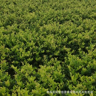 �a��ֱ�N��ɭŮؑ ���̾G�����~��ľ���~Ůؑ�������l������]