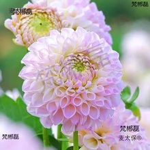 批发重瓣大丽花种球根茎盆栽地栽庭院阳台四季多年生花卉地麦太保