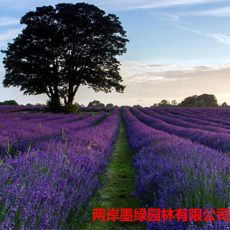 Трансграничная оптовая электронная коммерция, специальный четырехсезонный балконный горшок, растение от комаров, семена лаванды, терраса, пастораль