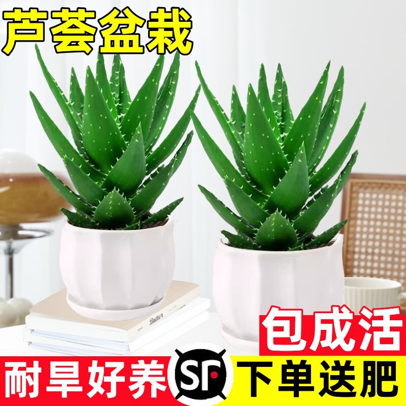 Aloe Vera Potted Indoor Formaldehyde Removal Air Purifying Green Plant Office Desk Succulent Easy-To-Grow Flowers and Cactus All Year Round