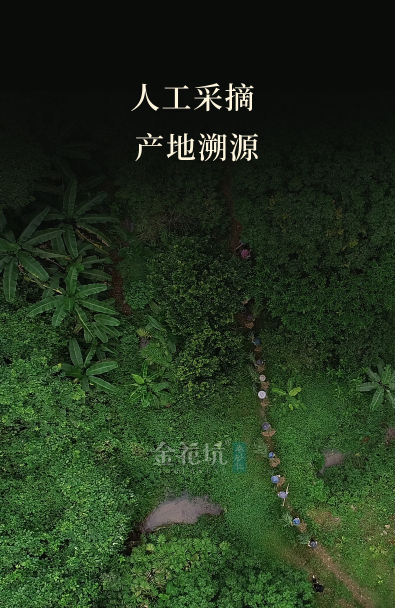 Amomum Villosum Root Sha Ren Gen 砂仁根 Fresh Yangchun Guangdong Herb for Soup and Tea 100g key features