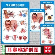 耳鼻喉解剖示意图医院大挂图人体经络穴位图中医养生海报贴画