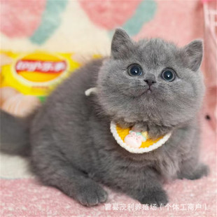 ����؈���wӢ���{؈���̻����؈���N���_؈С���{؈��؈