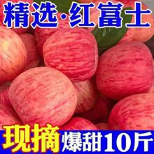 新果】陕西红富士苹果当季新鲜冰糖心苹果斤一整箱水果批发