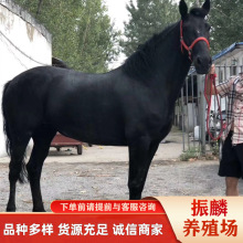 �T���RӖ�����g �R�x ��Ѫ�R �����ɹ��R �����R ���R