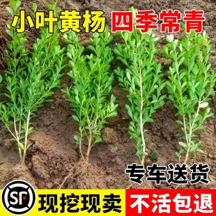 Small-leaf yellow poplar seedling base greening seedlings holly fence fence plant hokkaido yellow poplar courtyard modeling tree