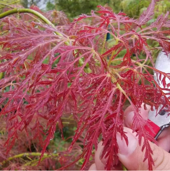 外山红色垂枝羽毛枫三季红日本枫树细叶槭树庭院地栽花园