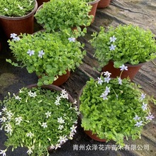 新西兰半边莲 绿化工程覆地效果好 白色小花半边莲 庭院绿化草