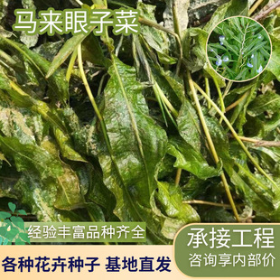 Wholesale Submersible Plants, Duckweed, Floating Plants for Water Purification, Various Malaysian Aquatic Plants That Prefer Sunlight