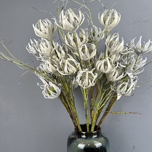 ̫ꖆ�֧�����ٻ��Wʽ��PEEVA�͹����տ��Ӱ��g�b���ĭ���滨