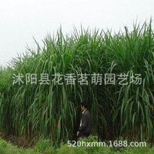 ����ݷN������ݷN�ӼZ�����������ݻ��񡢾����s�����ݷN��