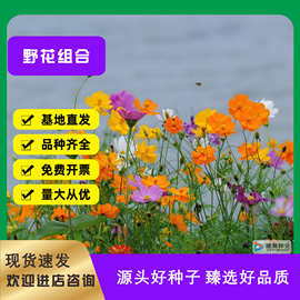 野花组合种子批发四季花种子花卉花籽耐旱野花种子耐热好种易活