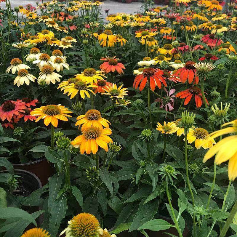松果菊花种子四季紫锥花紫锥菊紫松果菊种籽多年生花种籽宿根停用