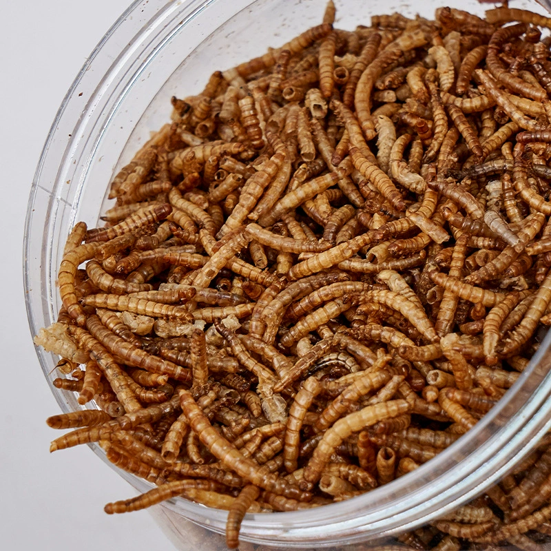 Желтый мучной червь сухой хлебный червь сухой корм для домашних животных хомяк закуски декоративные рыбы черепаха корм еда для птиц микроволновая печь сушка червь