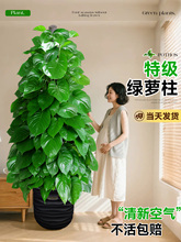 ���~�G�}�������Կ͏d���;Gֲ�҃ȾG�}����ȩ�����՚�ֲ����B��