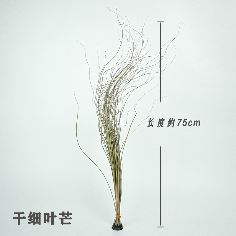 Fine leaf awn dry leaf eyebrow dried flower dried reed leaf dried feather grass flower design wedding wedding leaves