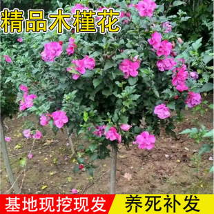 ľ�Ȼ������ʳ�ð�����ľ�Ȼ��ذ�����̨ͥԺ�����ͺ��ļ����B