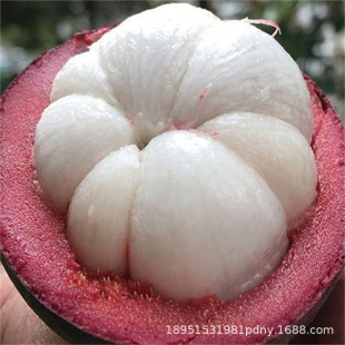 ̩���t�����Ե���ͥԺɽ����� ����Y���Ϸ������Nֲ