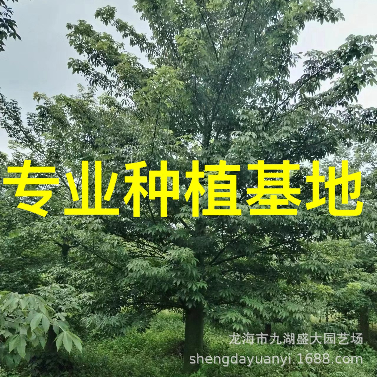 福建美丽异木棉批发 广东全冠大腹木棉基地直供 漳州美人树价格