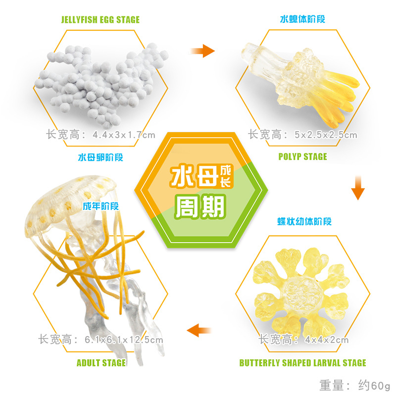 Modelo animal de simulación al por mayor de pollo pato ganso mariposa tortuga Rana ciclo de crecimiento Montessori material didáctico adornos hechos a mano