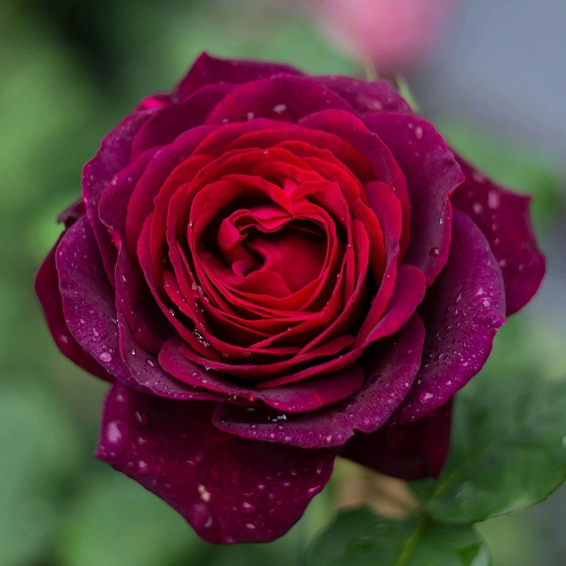 Цельный дропшиппинг, беспокоящая ночь, роза, рассада цветов в горшках, резанный цветок, роза, большой цветок, ароматное четырехсезонное цветущее растение