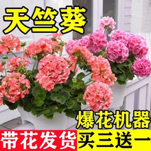 ���ÿ����Ի����������̨������þGֲ�G�}�������ȩ