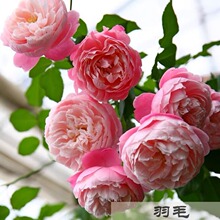 �S�Ҷ��ƹ�ľ�¼����� �ļ������ͻ��� ͥԺ�Nޱõ�廨������ֲ��