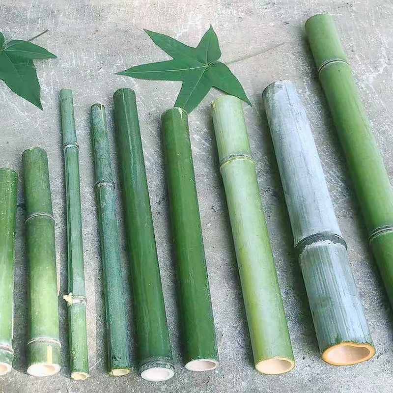 新鮮竹筒天然竹竿小竹子婚慶桌面擺件綠色竹子花藝裝飾大小短竹段