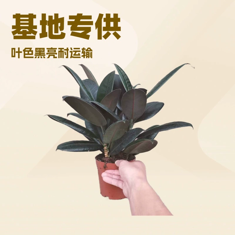 Базовый офис Домашний зеленый насаждение 110 чашек каучуковое дерево с черным бриллиантом небольшие растения в горшках для очистки воздуха садовые цветы оптом
