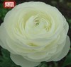 Flower hair, flower cinnamon leaves, peony breeding pot plants perennial ball root indoor and outdoor courtyard cold -resistant plant flowers seeds