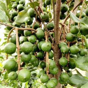���ވԹ���� ���һ̖������ˮ����޽����Ϸ��Nֲ������ �Y����