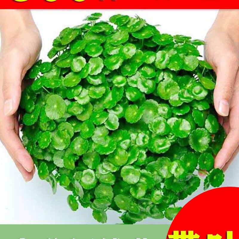 Hydroponic Potted Pennywort Indoor and Outdoor Flowers, Pennywort Green Plants, Formaldehyde-Absorbing Green Plants, Large-Leaf Plants