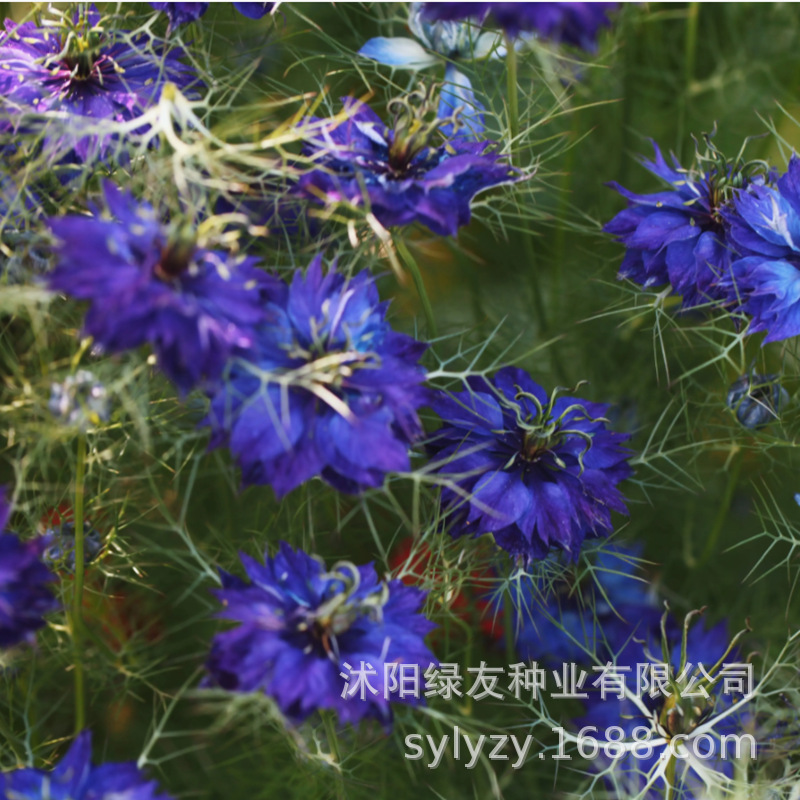 批发黑种草 干花观赏用途