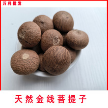 批发大金丝菩提子 原籽 龙泉血丝菩提 金线子可做手串  2-3厘米