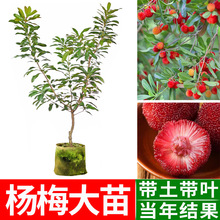 |÷ ڼ޽ӗ÷ شϱNֲY