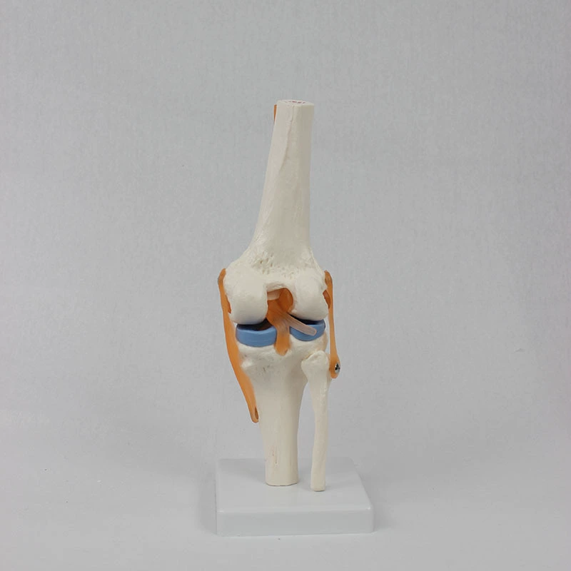 Functional Knee Joint Model, Flexible Cruciate Ligament & Meniscus, PVC Anatomical Model