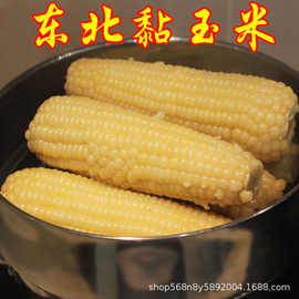东北特产黏玉米棒10根黑龙江粘玉米糯玉米甜玉米粗粮玉米棒真空装
