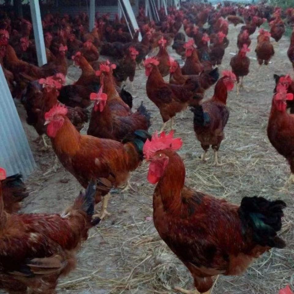 21a73e5f298a33170b2f22e3653a2a