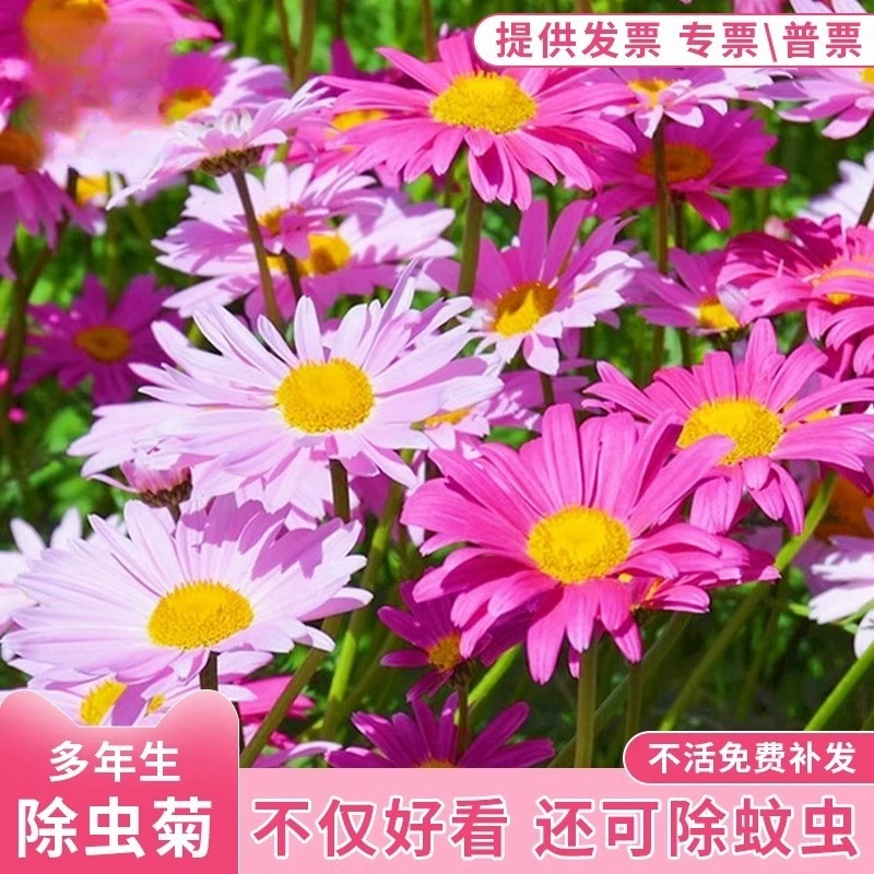 Семена хризантемы от насекомых, растения от комаров, мята, маки, всевременное посев, семена цветов, семена подсолнечника